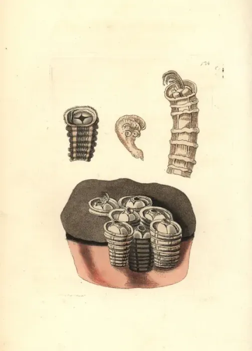 Framed Print : Coronulid barnacles, Tubicinella major Framed Print : Coronulid barnacles, Tubicinella major
