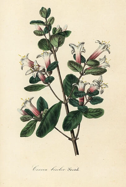 Correa bicolor. Handcoloured lithograph from Louis van Houtte