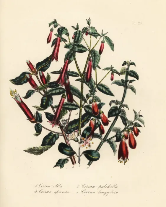 Framed Print : Correa species Framed Print : Correa species