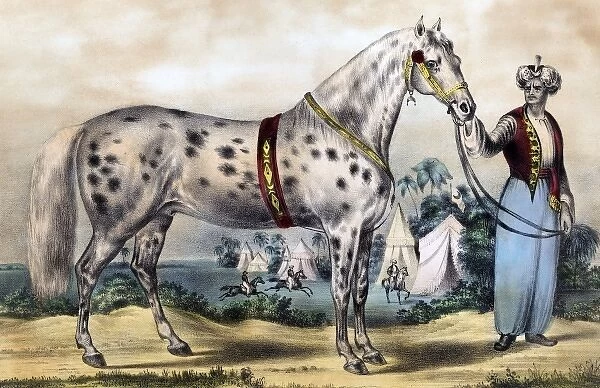 A Correct Likeness of Mr. H. Rockwells Horse Alexander