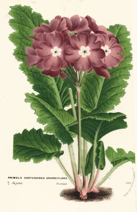 Framed Print : Cortusa primrose, Primula cortusoides Framed Print : Cortusa primrose, Primula cortusoides