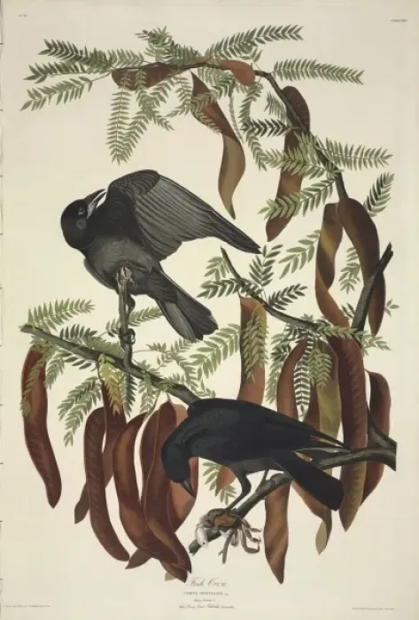 Framed Print : Coruvs ossifragus, fish crow Framed Print : Coruvs ossifragus, fish crow