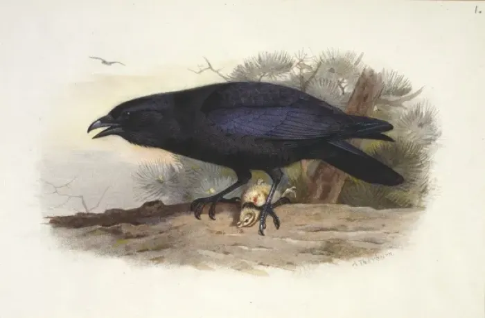 Framed Print : Corvus corax, northern raven Framed Print : Corvus corax, northern raven