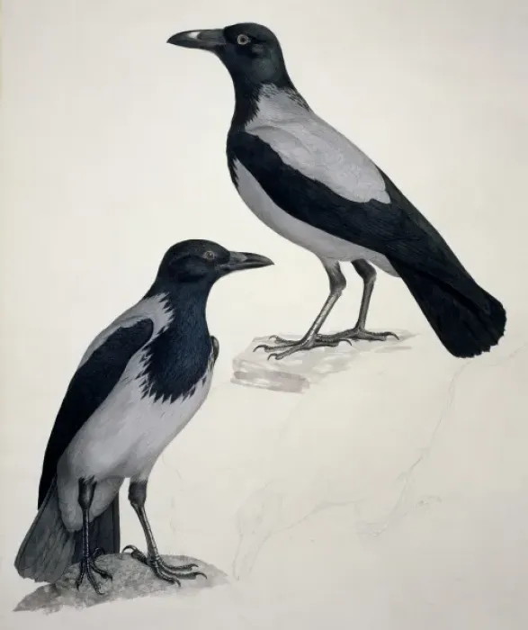 Framed Print : Corvus corone cornix, hooded (carrion) crow Framed Print : Corvus corone cornix, hooded (carrion) crow