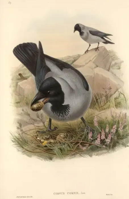Framed Print : Corvus corone cornix, hooded crow Framed Print : Corvus corone cornix, hooded crow