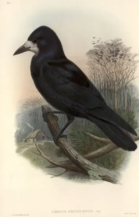 Framed Print : Corvus frugilegus, rook Framed Print : Corvus frugilegus, rook