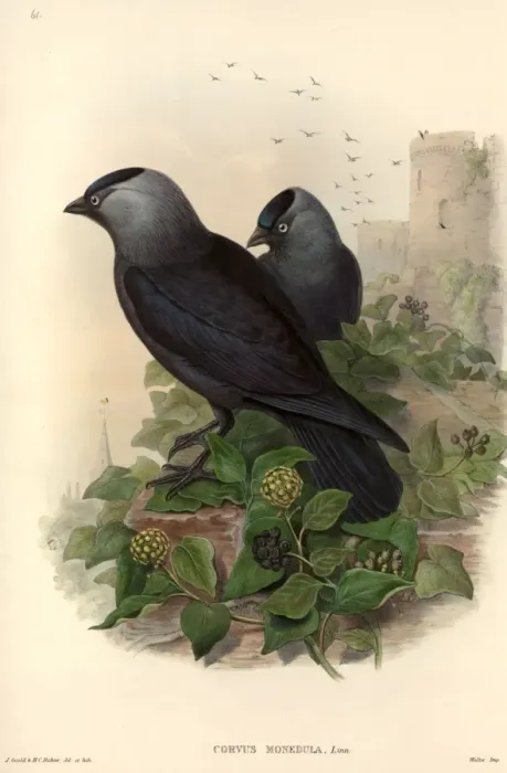 Framed Print : Corvus monedula, Eurasian jackdaw Framed Print : Corvus monedula, Eurasian jackdaw