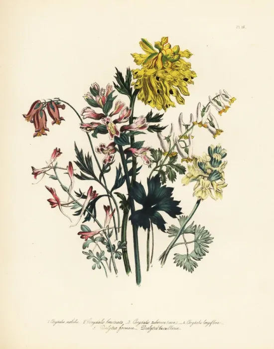 Framed Print : Corydalis species Framed Print : Corydalis species