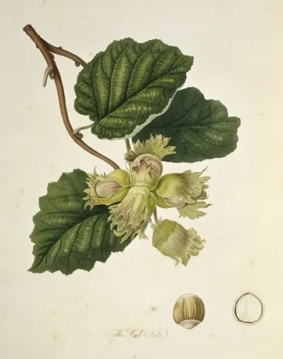 Framed Print : Corylus avellana, cob nut Framed Print : Corylus avellana, cob nut