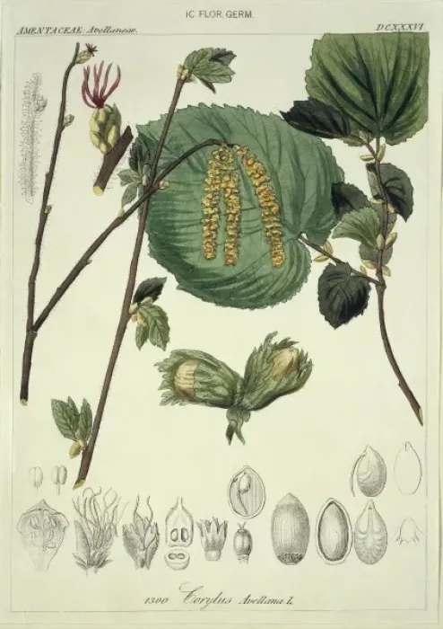Framed Print : Corylus avellana L. CXXXVI, hazel Framed Print : Corylus avellana L. CXXXVI, hazel