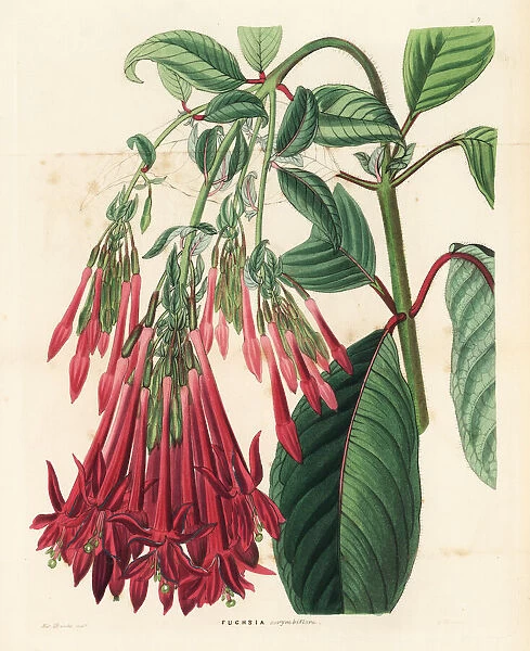 Corymb-flowered fuchsia, Fuchsia corymbiflora