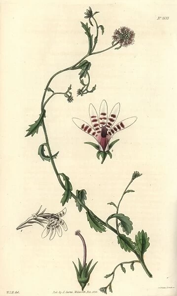Corymbose African lobelia, Lobelia corymbosa
