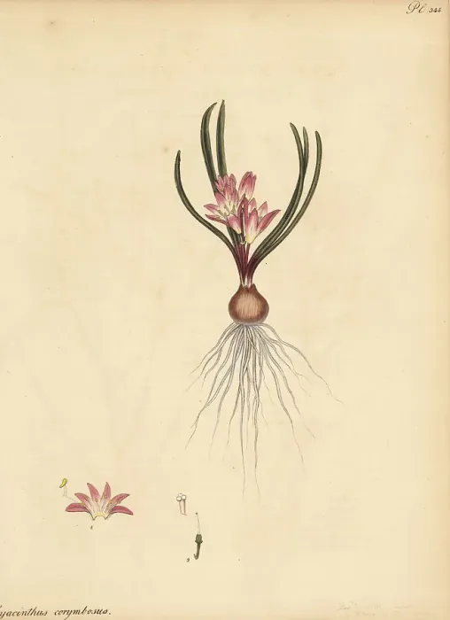 Framed Print : Corymbous Cape cowslip, Lachenalia corymbosa Framed Print : Corymbous Cape cowslip, Lachenalia corymbosa