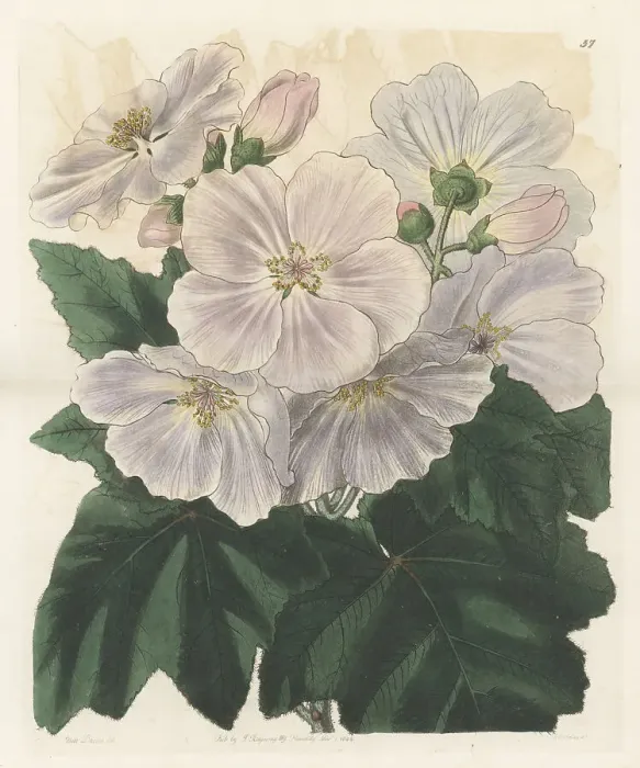 Framed Print : Corynabutilon vitifolium Framed Print : Corynabutilon vitifolium