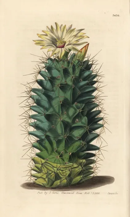 Framed Print : Coryphantha octacantha cactus Framed Print : Coryphantha octacantha cactus
