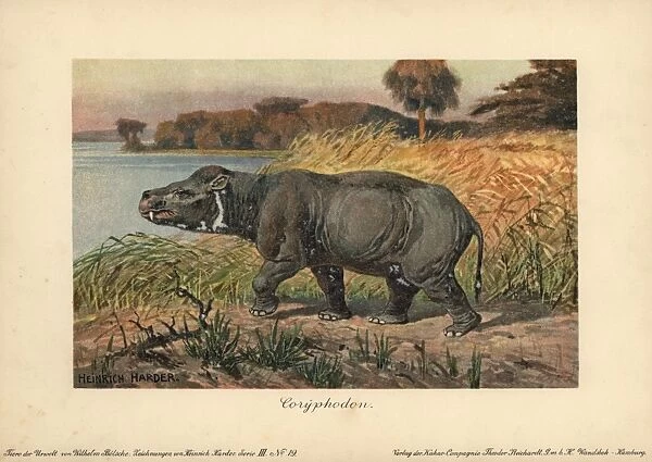 Coryphodon, extinct genus of pantodont mammal