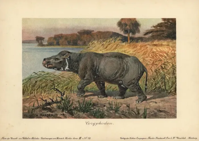 Framed Print : Coryphodon, extinct genus of pantodont mammal Framed Print : Coryphodon, extinct genus of pantodont mammal