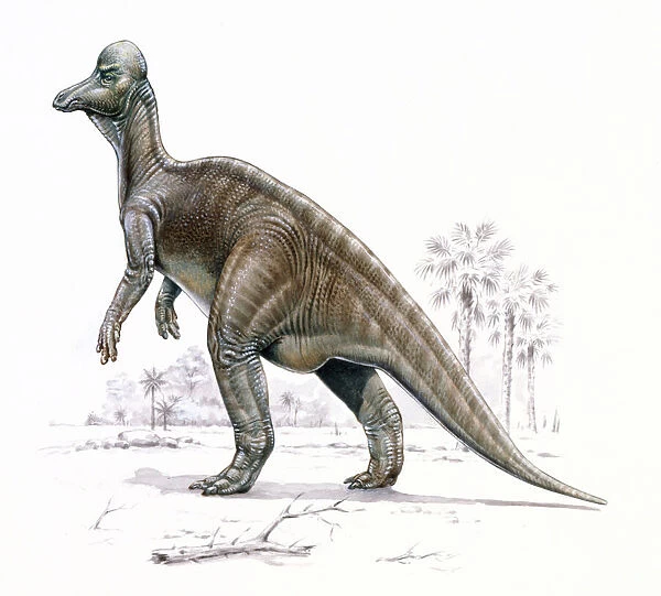 Corythosaurus. The Corythosaurus, meaning Corinthian helmet lizard