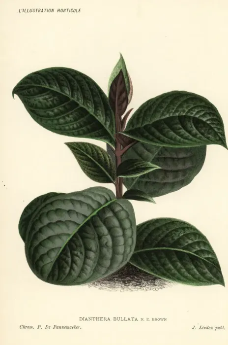 Framed Print : Cosmianthemum bullatum Framed Print : Cosmianthemum bullatum