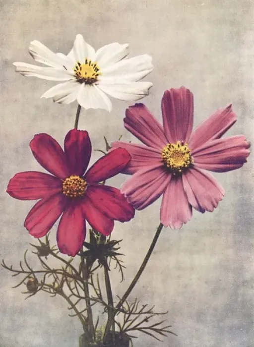 Framed Print : Cosmos Bipannatus Framed Print : Cosmos Bipannatus