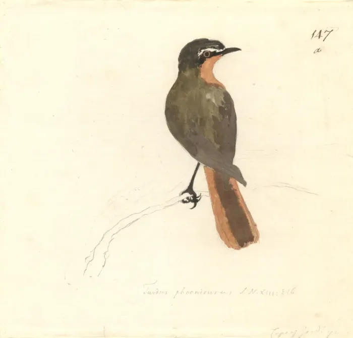 Framed Print : Cossyphra caffra, cape robin-chat Framed Print : Cossyphra caffra, cape robin-chat