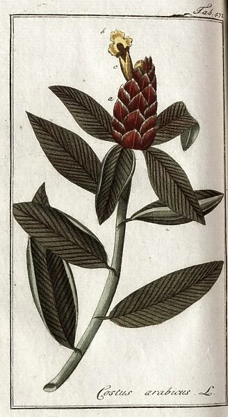 Costus arabicus L.. From: Afbeeldingen der artseny-gewassen met derzelver
