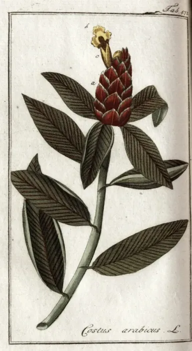 Framed Print : Costus arabicus L Framed Print : Costus arabicus L