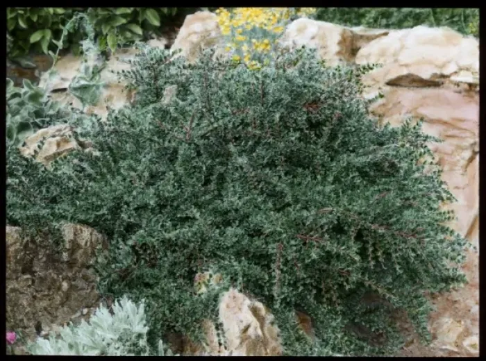 Framed Print : Cotoneaster Horizontalis Framed Print : Cotoneaster Horizontalis