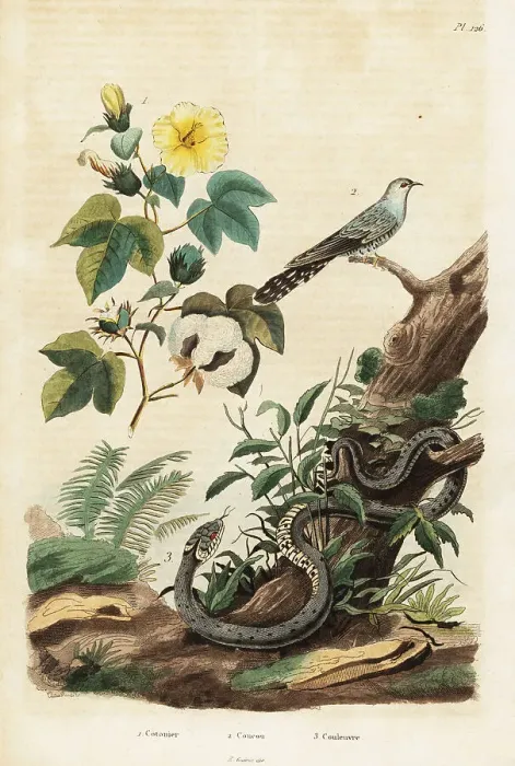 Framed Print : Cotton, cuckoo and grass snake Framed Print : Cotton, cuckoo and grass snake