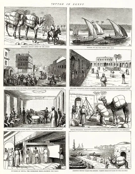 Framed Print : Cotton in Egypt Framed Print : Cotton in Egypt