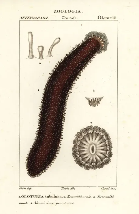 Framed Print : Cotton-spinner or tubular sea cucumber, Holothuria tubulosa Framed Print : Cotton-spinner or tubular sea cucumber, Holothuria tubulosa