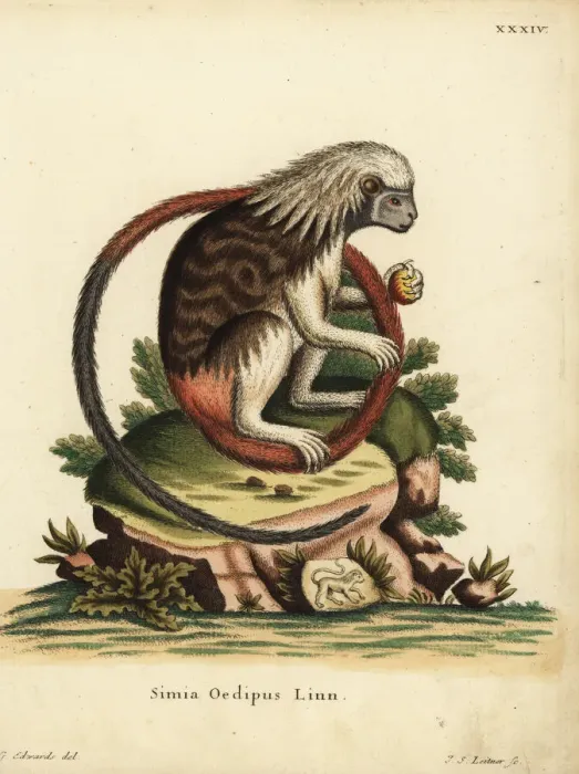 Framed Print : Cotton-top tamarin, Saguinus oedipus. Critically endangered Framed Print : Cotton-top tamarin, Saguinus oedipus. Critically endangered