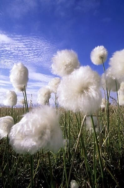 Cottongrass sp. - a very typical plant in marshes of tundra
