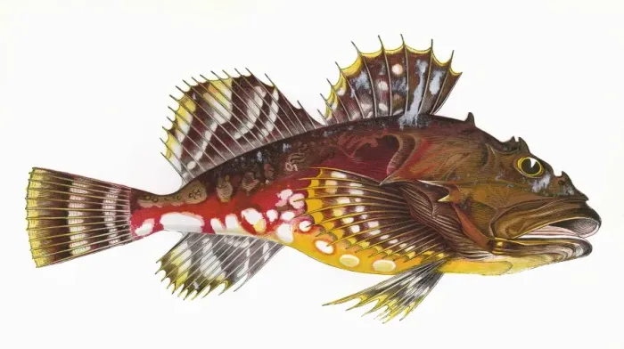 Framed Print : Cottus groenlandicus, or Greenland Bullhead Framed Print : Cottus groenlandicus, or Greenland Bullhead