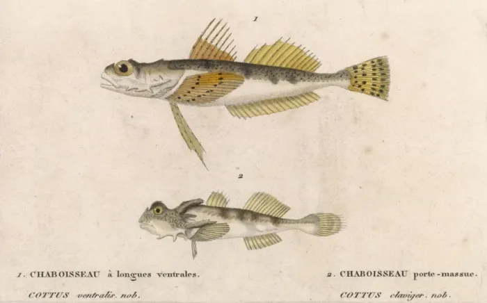 Framed Print : Cottus - Two Species Framed Print : Cottus - Two Species