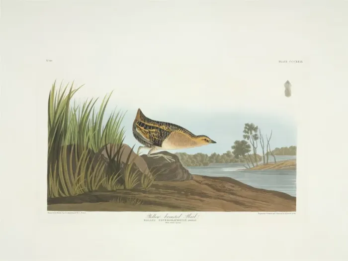 Framed Print : Coturnicops noveboracensis, yellow rail Framed Print : Coturnicops noveboracensis, yellow rail