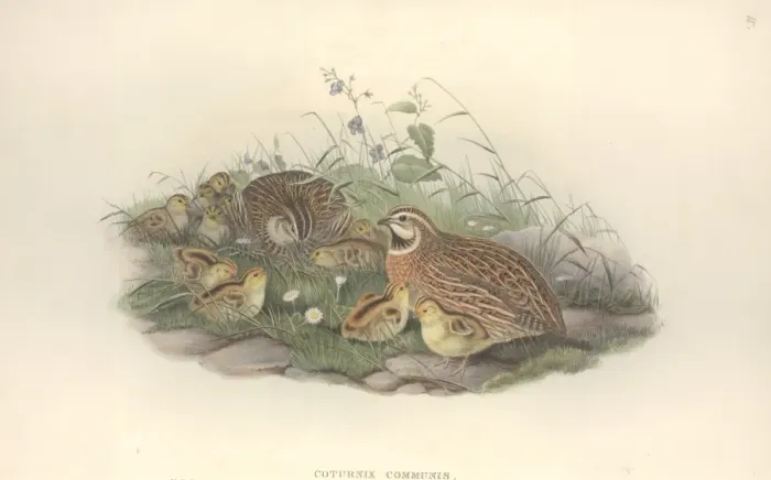 Framed Print : Coturnix coturnix, common quail Framed Print : Coturnix coturnix, common quail