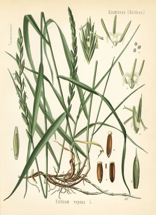 Framed Print : Couch grass, Elymus repens Framed Print : Couch grass, Elymus repens