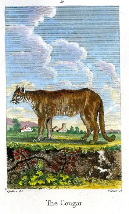 Framed Print : Cougar Framed Print : Cougar
