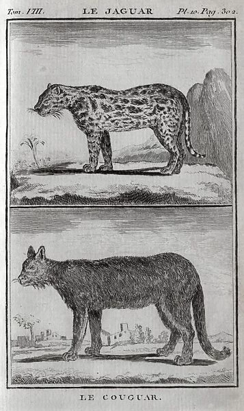 A cougar and a jaguar