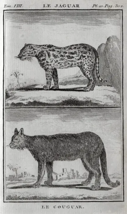 Framed Print : A cougar and a jaguar Framed Print : A cougar and a jaguar