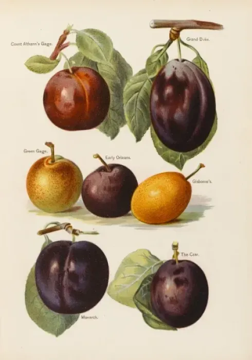 Framed Print : PLUMS. Count Altanns Gage Grand Duke Green Gage Early Orleans Gisbornes monarch, The Czar Framed Print : PLUMS. Count Altanns Gage Grand Duke Green Gage Early Orleans Gisbornes monarch, The Czar