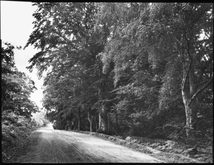 Framed Print : Country road lined with trees Framed Print : Country road lined with trees