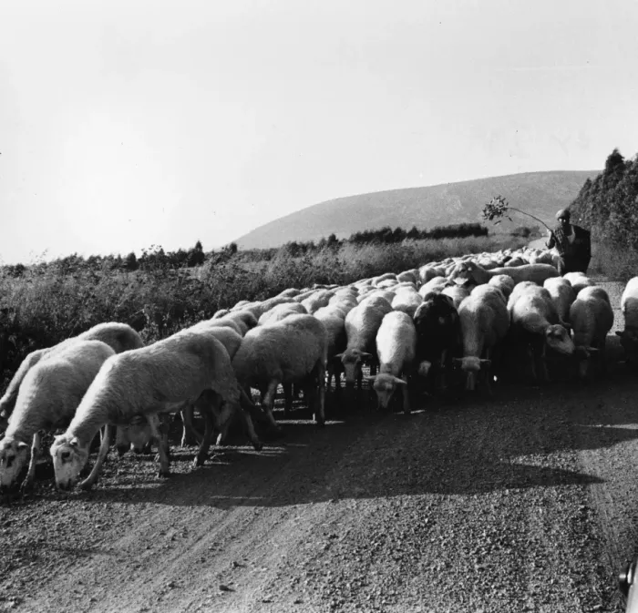 Framed Print : Country road with sheep, Sardinia, Italy Framed Print : Country road with sheep, Sardinia, Italy