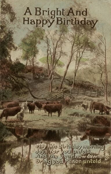 Country scene with cattle on a birthday postcard
