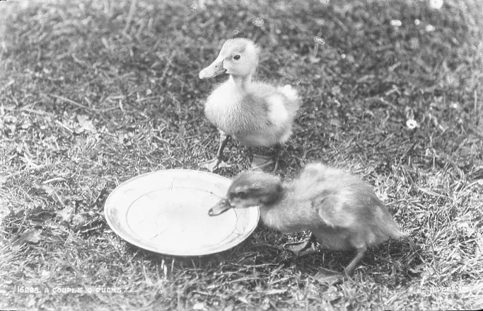 Framed Print : A Couple of Ducks Framed Print : A Couple of Ducks