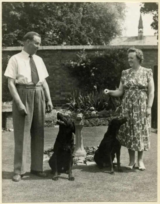 Framed Print : Couple in a garden with two labrador dogs Framed Print : Couple in a garden with two labrador dogs