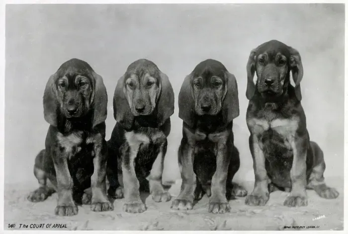 Framed Print : The Court of Appeal - four puppies making ther judgement Framed Print : The Court of Appeal - four puppies making ther judgement