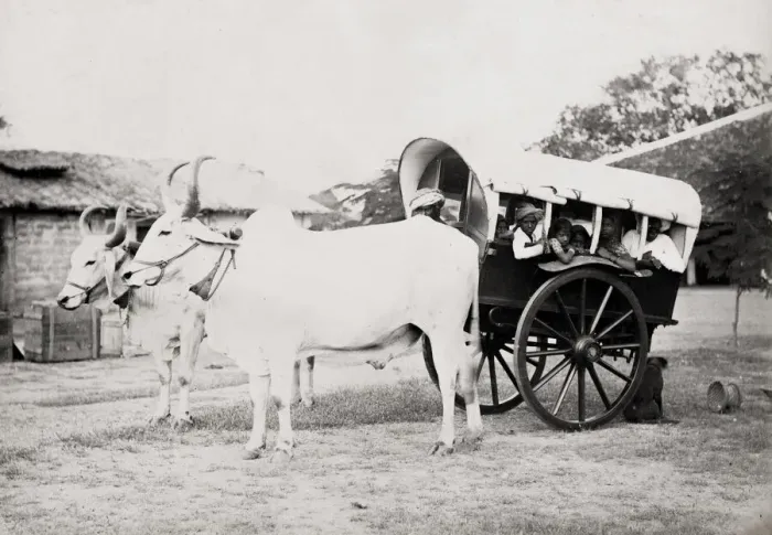 Framed Print : Covered ox cart for transporting people, gharry, gharri, In Framed Print : Covered ox cart for transporting people, gharry, gharri, In