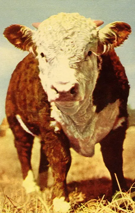 Framed Print : Cow Date: 1951 Framed Print : Cow Date: 1951